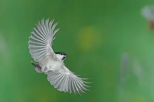 Top Down Prints: Marsh tit (Parus palustris), in flight