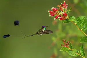 Multicoloured Prints: Marvelous Spatuletail, Loddigesia mirabilis