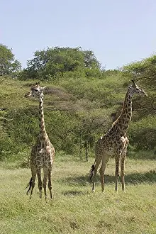 East Africa Prints: Masai Giraffe (Giraffa camelopardalis tippelskirchi) adult female with young
