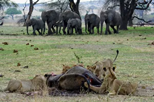 Africanelephant Prints: Masai lion or East African lion (Panthera leo nubica syn)
