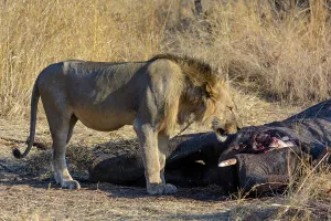 Africanelephant Prints: Masai lion or East African lion (Panthera leo nubica syn)