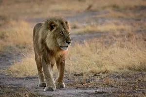 Masai lion or East African lion (Panthera leo nubica syn)