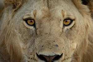 Masai lion or East African lion (Panthera leo nubica syn)