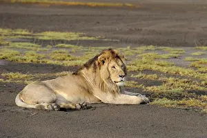 East Africa Prints: Masai Lion (Panthera leo nubica) adult male