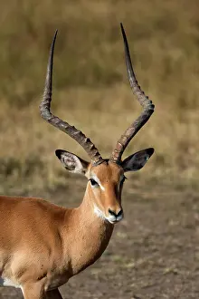 Antelope Prints: Masai Mara National Reserve. Impala (Aepyceros melampus). Kenya
