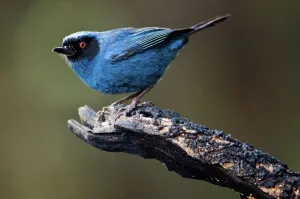 Ecuador Prints: Masked Flowerpiercer (Diglossopis cyanea) perching on a branch