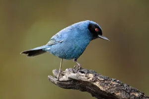 Ecuador Prints: Masked Flowerpiercer (Diglossopis cyanea) perching on a branch