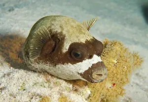 Solitary Prints: Masked puffer (Arothron diadematus), Red Sea, Egypt, Africa