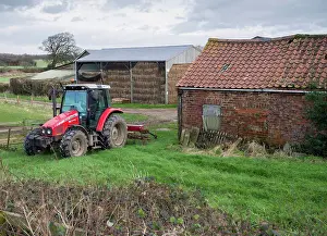 Tractor Prints: Massey Ferguson 5455 tractor in farmyard, North Yorkshire, England, January