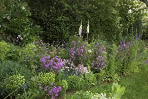 Afrasia Prints: Massif blue and white in June France