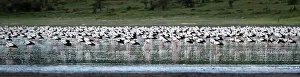 Lakeside Prints: Massive aggregation of White Storks (Ciconia ciconia) at dusk