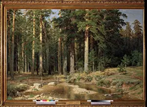 The Wanderers Prints: Mast-Tree Grove by Shishkin, Ivan Ivanovich (1832-1898) State Russian Museum