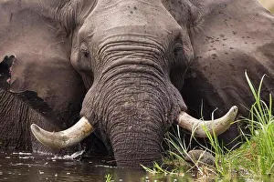 Animal Prints: A mature elephant with tusks wading through water and reeds