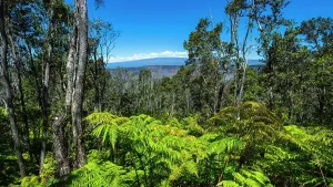 Fern Prints: Mauna Loa from the Kilauea Iki Trail, Hawaii Volcanoes National Park, Hawaii USA
