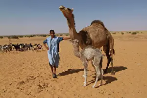 Azure Prints: Mauritania, Lekhcheb, nomads, Mother dromedary and its calf