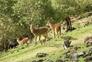 Farm Prints: Mauritius, Java deer, (Cervus timorensis rusa)