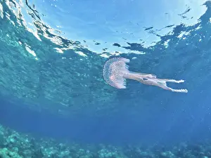 Dangerous Prints: Mauve stingerJellyfish - Pelagia noctiluca