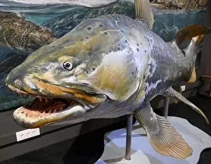 Extinct Prints: Mawsonia lavocati was an extinct genus of prehistoric coelacanth fish