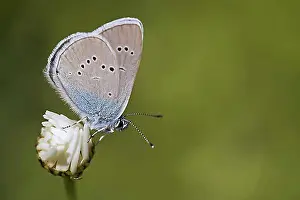 Blossoms Prints: Mazarine blue (Polyommatus semiargus) perched on flower