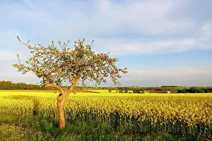 Draussen Prints: A meadow orchard in Hohenlohe, Baden-Württemberg