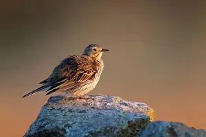 Hills Prints: Meadow Pipit (Anthus pratensis) adult
