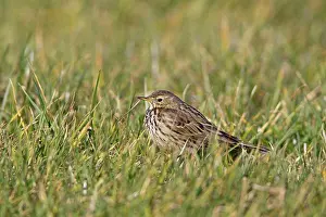 East Anglian Prints: Meadow Pipit (Anthus pratensis) adult, standing in grass, Suffolk, England, february