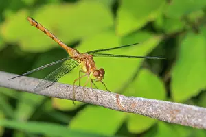 Ontario Prints: Meadowhawk (Sympetrum obtrusum) - female