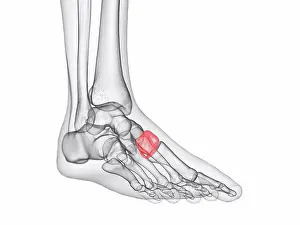 Foot Prints: Medial cuneiform bone, illustration