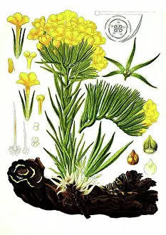 Plain Colored Background Prints: Medicinal plant, Arnebia densiflora