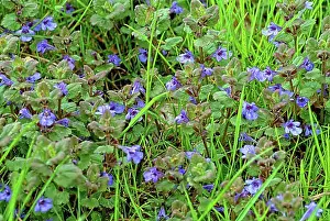 Blossoms Prints: Medicinal plant Gundermann, also known as (Glechoma hederacea)