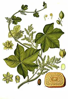 Filling The Picture Prints: Medicinal plant, Kalumba, also called calumba (Jateorhiza palmata)