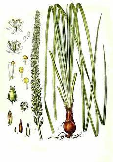 Restored Prints: Medicinal plant, Sabadill (Schoenocaulon officinale) (Sabadilla officinarum) (Veratrum officinale) (Asagraea officinale)