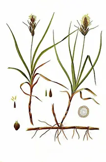 Filling The Picture Prints: Medicinal plant, Sand sedge (Carex arenaria) is a species of plant in the genus Sedge