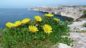 Maritime Prints: Mediterranean Beach Daisy (Asteriscus maritimus) flowering