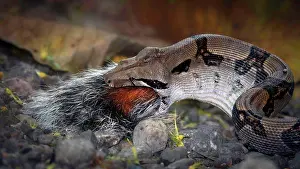 Rainforests Prints: A medium size boa-constrictor snake swallows the tail as the last bit of a squirrel meal