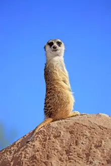 Carnivores Prints: Meerkat (Suricata suricatta) adult