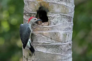 Belize Prints: Melanerpes aurifrons, A Male Golden-Fronted Woodpecker Peers into a Nest Hole