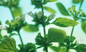 Soft Focus Prints: Melissa officinalis, Lemon balm