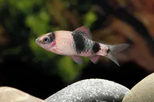 Osteichthyes Prints: Melon Barb (Haludaria fasciata). Single fish in an aquarium