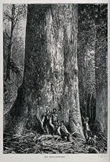 Huge Prints: Four men standing by the huge trunk of an Australian mountain ash tree (Eucalyptus species)