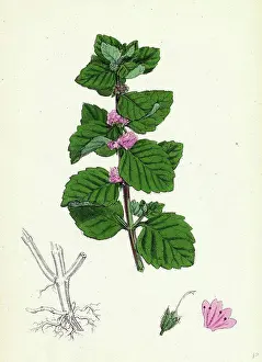 Antique Prints: Mentha arvensis, var. agrestis; Corn Mint, var. y