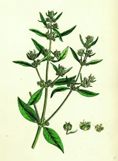 Botanical Prints: Mercurialis annua, var. ambigua; Annual Dog's-Mercury, var. B