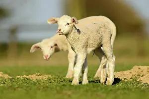 Lambs Prints: Merino sheep, lambs