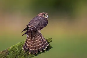 Female Animal Prints: Merlin (Falco columbarious) Female on fence post. Captive