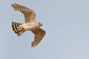 North American Prints: Merlin (Falco Columbarius) Flying In Alberta, Canada