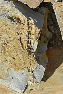 Extinct Prints: Mesosaurus tenuidens fossil, extinct genus of reptile from the Early Permian