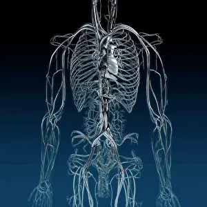 Cyborg Prints: Metallic blue chrome torso veins, arteries and lungs on blue background