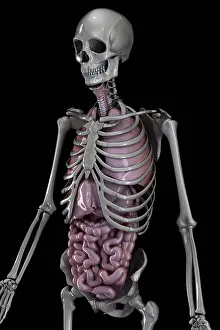 Anatomy Prints: Metallic human skeleton and organs of the trunk viewed from a three-quarter angle