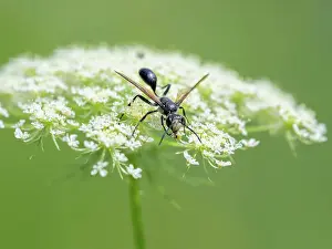 Arthropod Prints: A Mexican Grass-carrying Wasp Isodontia mexicana feeding on a white flower