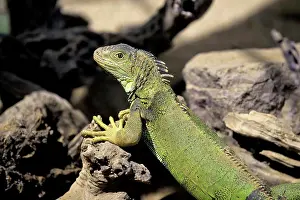 Lizards Prints: MEXICO, BAJA CALIFORNIA, LA PAZ, SERPENTARIUM, IGUANA